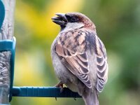 Passer domesticus 17, Huismus, Saxifraga-Bart Vastenhouw