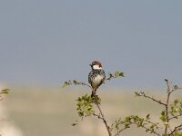 Passer hispaniolensis 3, Spaanse mus, Saxifraga-Dirk Hilbers