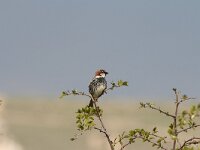 Passer hispaniolensis 4, Spaanse mus, Saxifraga-Dirk Hilbers