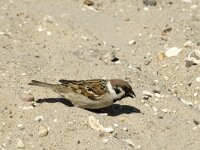 Passer montanus 11, Ringmus, Saxifraga-Jan van der Straaten