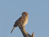 Passer montanus 2, Ringmus, Saxifraga-LucHoogenstein