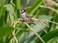 Passer montanus 20, Ringmus, Saxifraga-Piet Munsterman