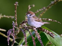 Passer montanus 21, Ringmus, juvenile, Saxifraga-Piet Munsterman