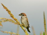 Passer montanus 22, Ringmus, Saxifraga-Piet Munsterman