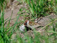 Passer montanus 23, Ringmus, Saxifraga-Piet Munsterman
