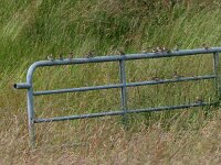 Passer montanus 26, Ringmus, Saxifraga-Mark Zekhuis