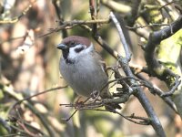 Passer montanus 30, Ringmus, Saxifraga-Henk Baptist