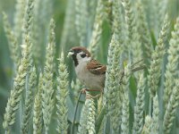 Passer montanus 5, Ringmus, Saxifraga-Piet Munsterman