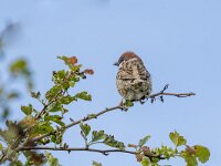 Passer montanus 58, Ringmus, Saxifraga-Bart Heijne : 2024, Kats, Passer montanus, Zeeland, juli, ringmus, vakantie, vogel, zomer
