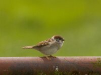 ringmus juv.  ringmus polder Arkemheen