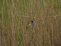 Passer montanus 60, Ringmus, Saxifraga-Jan Nijendijk