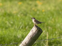 Passer montanus 61, Ringmus, Saxifraga-Jan Nijendijk