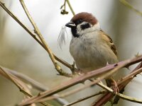 Passer montanus 65, Ringmus, adult, male, Saxifraga-Theo Verstrael