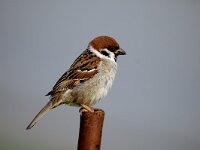 Passer montanus 7, Ringmus, Saxifraga-Piet Munsterman