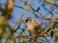 Passer montanus 73, Ringmus, adult, male, Saxifraga-Theo Verstrael