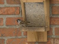 Passer montanus 9, Ringmus, Saxifraga-Willem van Kruijsbergen