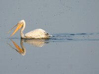 Pelecanus crispus 10, Kroeskoppelikaan, Saxifraga-Dirk Hilbers