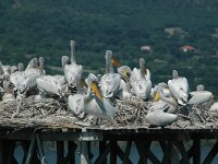 Pelecanus crispus 13, Kroeskoppelikaan, Saxifraga-Joerg Mager