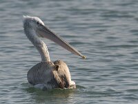 Pelecanus crispus 17, Kroeskoppelikaan, Saxifraga-Mark Zekhuis