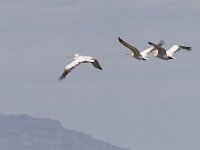 Pelecanus crispus 19, Kroeskoppelikaan, Saxifraga-Mark Zekhuis