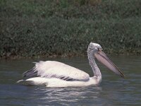 Pelecanus crispus 2, Kroeskoppelikaan, Saxifraga-Piet Munsterman