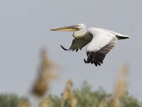 Pelecanus crispus 26, Kroeskoppelikaan, Saxifraga-Mark Zekhuis