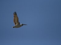 Pelecanus crispus 30, Kroeskoppelikaan, Saxifraga-Dirk Hilbers