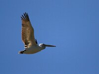 Pelecanus crispus 4, Kroeskoppelikaan, Saxifraga-Dirk Hilbers