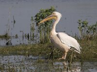 Pelecanus onocrotalus 13, Roze pelikaan, Saxifraga-Mark Zekhuis