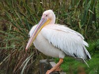 Pelecanus onocrotalus 14, Roze pelikaan, Saxifraga-Bart Vastenhouw