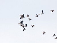 Pelecanus onocrotalus 16, Roze pelikaan, Saxifraga-Mark Zekhuis