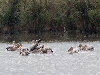Pelecanus onocrotalus 17, Roze pelikaan, Saxifraga-Mark Zekhuis