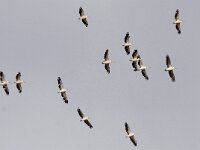 Pelecanus onocrotalus 2, Roze pelikaan, Saxifraga-Mark Zekhuis