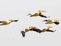 Pelecanus onocrotalus 21, Roze pelikaan, Saxifraga-Bart Vastenhouw