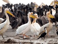 Pelecanus onocrotalus 32, Roze pelikaan, Saxifraga-Bart Vastenhouw