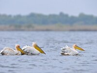 Pelecanus onocrotalus 39, Roze pelikaan, Saxifraga-Tom Heijnen