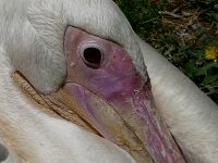 Pelecanus onocrotalus 4, Roze pelikaan, Saxifraga-Mark Zekhuis