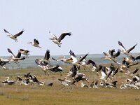 Pelecanus onocrotalus 5, Roze pelikaan, Saxifraga-Mark Zekhuis