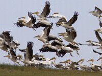 Pelecanus onocrotalus 6, Roze pelikaan, Saxifraga-Mark Zekhuis