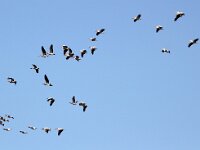 Pelecanus onocrotalus 7, Roze pelikaan, Saxifraga-Bart Vastenhouw