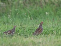 Perdix perdix 27, Patrijs, Saxifraga-Mark Zekhuis