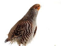 Perdix perdix 36, Patrijs, Saxifraga-Bart Vastenhouw