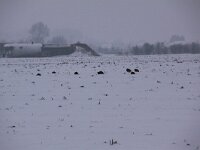 Perdix perdix 38, Patrijs, Saxifraga-Peter Meininger