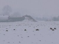 Perdix perdix 43, Patrijs, Saxifraga-Peter Meininger