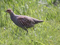 Perdix perdix 46, Patrijs, Saxifraga-Peter Meininger