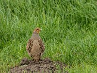 Perdix perdix 54, Patrijs, adult, Saxifraga-Theo Verstrael