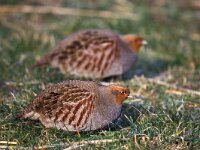 Perdix perdix 3, Patrijs, pair, Saxifraga-Piet Munsterman
