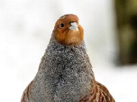 Perdix perdix 35, Patrijs, Saxifraga-Bart Vastenhouw