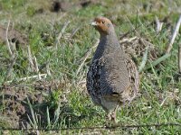 Patrijs 01 #46508 : Perdix perdix, Patrijs, Grey Partridge