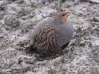Perdix perdix 47, Patrijs, Saxifraga-Peter Meininger